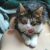 Valentina Chochanova nude with cat