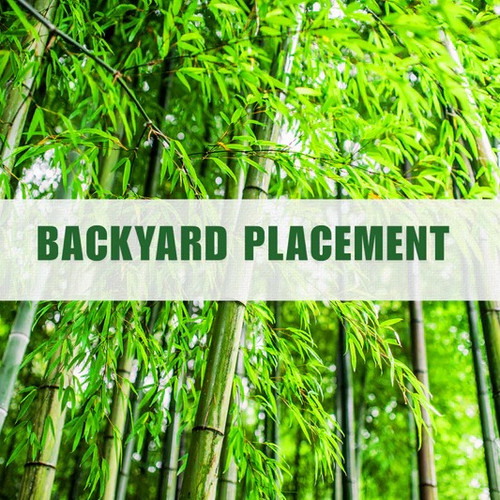 Bamboo Screening in Sydney | Best Privacy Screening Plants.jpg