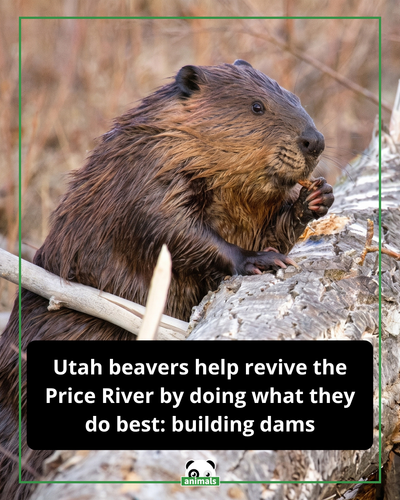 Utah Beaver.png