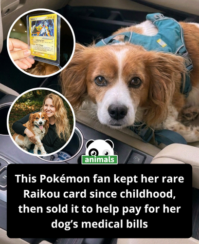 906. A creator turned to her vintage card collection to help fund the expensive oncology treatments .png