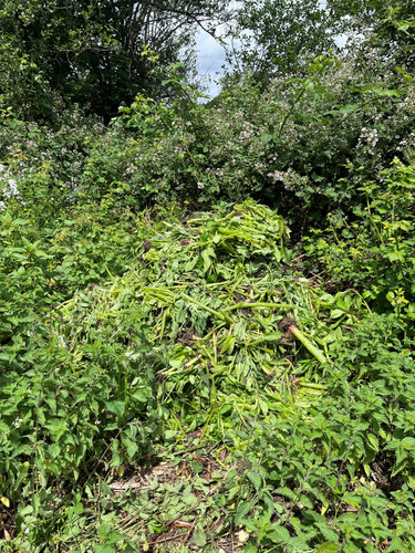 ba88e925655a.jpg