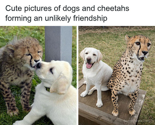 animals (1).jpg