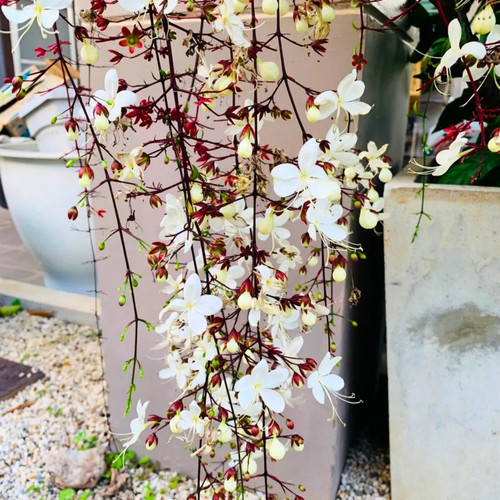 Chain of Glory Plant 1.jpg