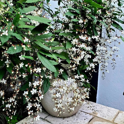 Clerodendrum Wallichii Chains of Glory live plant with flowers.jpg