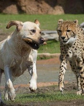 nervous cheetahs support dogs 8 59523e0a28f9f 700.jpg