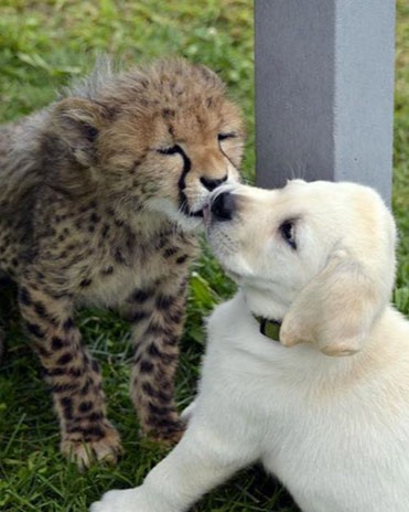 nervous cheetahs support dogs 6 59523e065f1b0 700.jpg