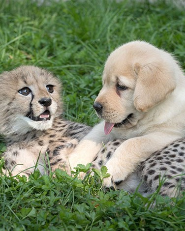 nervous cheetahs support dogs 3 59523e00ce545 700.jpg