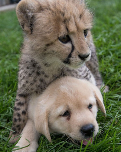nervous cheetahs support dogs 2 59523dfef174e 700.jpg