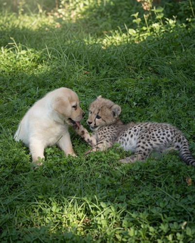 nervous cheetahs support dogs 5 59523e04b7e62 700.jpg