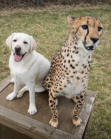 nervous cheetahs support dogs 9 59523e0bcf893 700.jpg