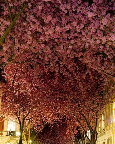 beautiful streets trellis canopies 2 700.jpg