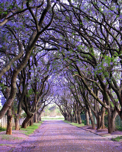 beautiful streets trellis canopies 13 700.jpg