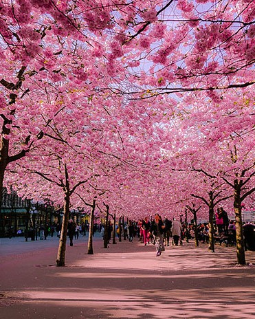 beautiful streets trellis canopies 14 700.jpg