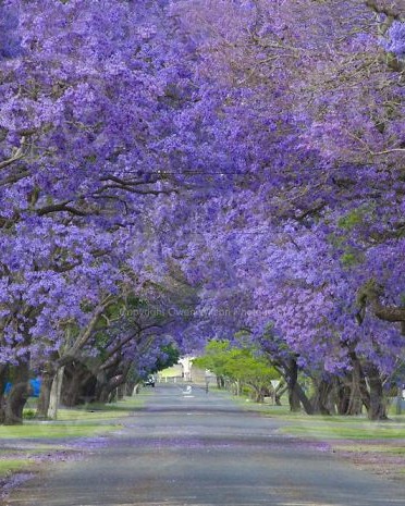 Jacaranda Trees Grafton DSC2021 700.jpg