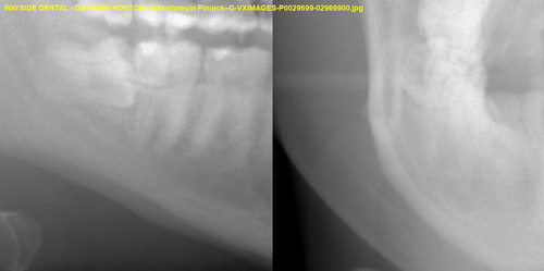 Oritsetimeyin Pinnick G VXIMAGES P0029699 02969900.jpg