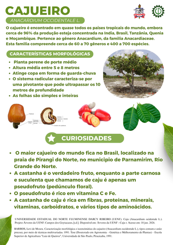 Cajueiro.png