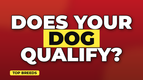 thumb dog breeds with highest insurance rates landscape.png