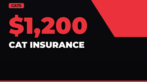 thumb cat insurance do you really need it landscape.png