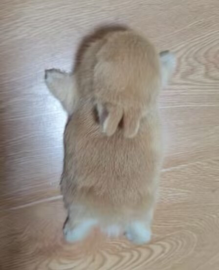 rabbit with JavaSemanticColors v3.jpg
