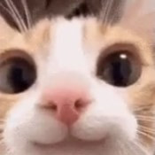 Discord YC2u2jqIoh.jpg