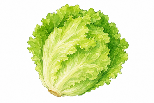 11. レタス — letus selada.png