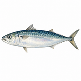 37. さば — ikan kembung ikan saba