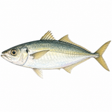 35. あじ — ikan horse mackerel ikan aji