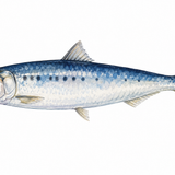 36. いわし — ikan sarden