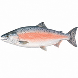 39. さけ — ikan salmon
