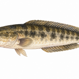 42. たら — ikan gabus