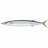 38. さんま — ikan sauri pasifik ikan sanma