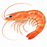 43. えび — udang