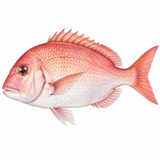 41. たい — ikan kakap