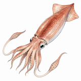 45. いか — cumi cumi