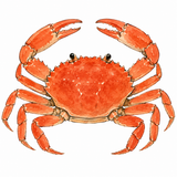 44. かに — kepiting