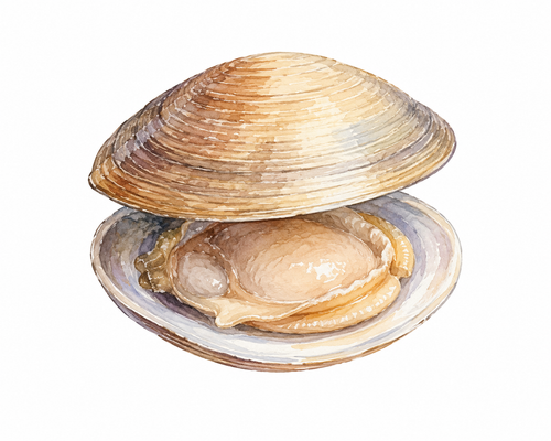 47. かい — kerang.png
