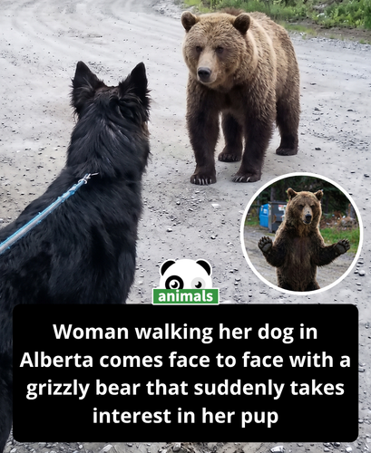 Grizzly bear.png