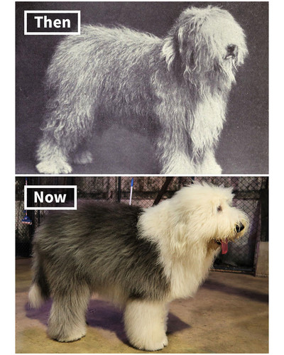 dog breeds 100 years ago and today 5fa27a6aa70ab 700 bordered.jpg