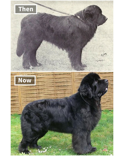 dog breeds 100 years ago and today 5fa27c933fecc 700 bordered.jpg