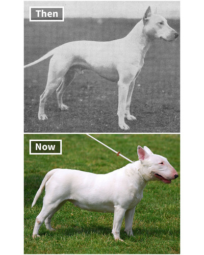 dog breeds 100 years ago and today 5fa28b04b6198 700 bordered.jpg