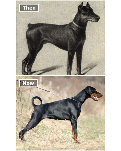 dog breeds 100 years ago and today 5fa28bb053dc6 700 bordered.jpg