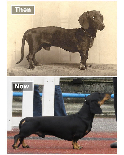 dog breeds 100 years ago and today 1 5fa26f571af32 700 bordered.jpg