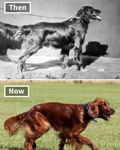 dog breeds 100 years ago and today 5fa29920b8720 700.jpg