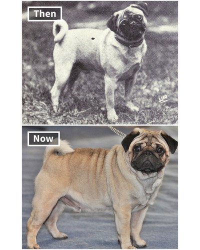 dog breeds 100 years ago and today 5fa29d604f0ae 700 bordered.jpg