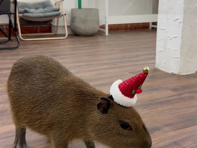Capybara Coffee 2.jpg