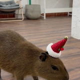 Capybara Coffee 2