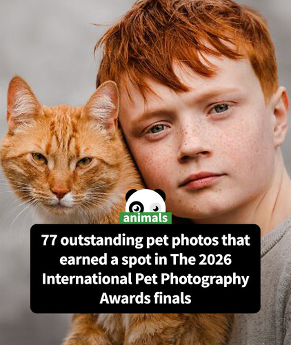 international pet photography awards 2026 competition.jpg