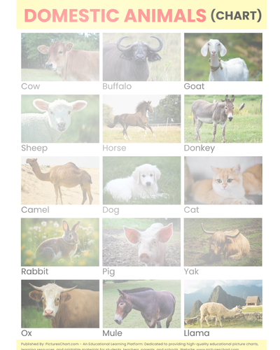 domestic animals chart.png