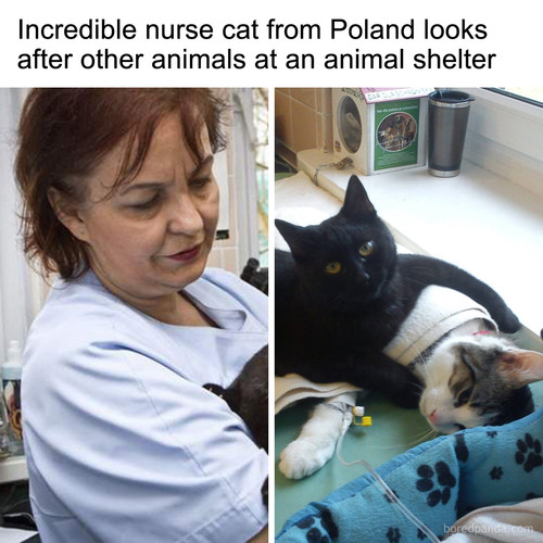 veterinary nurse cat hugs shelter animals radamenes bydgoszcz poland.jpg