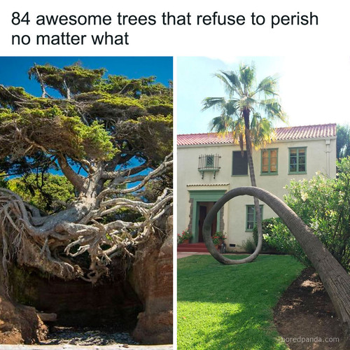 curiosities nature.jpg
